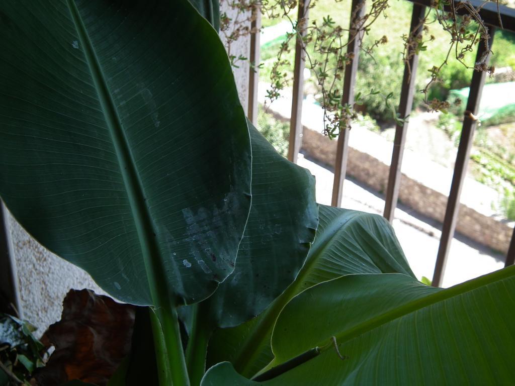 Casa Catharina Bed & Breakfast La Seu d'Urgell Rom bilde